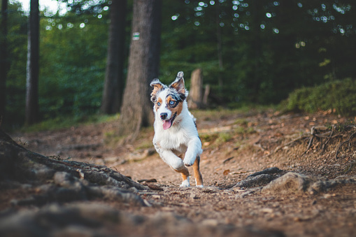 Candid portrait of an Australian Shepherd puppy dog on a walk in the woods. Bond between dog and man. Joyful expression while running. Four-legged bundle of joy.