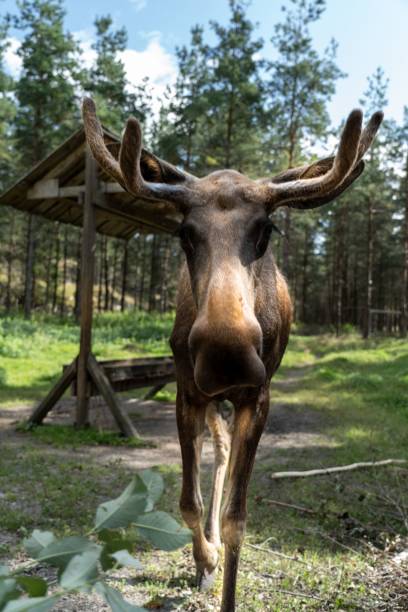 A moose or elk in a forest in Sweden