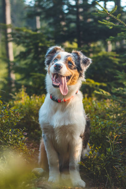 offenes porträt eines australian shepherd, der sich in einem waldbestand ausruht und mit einem realistischen lächeln und freude auf dem gesicht seines meisters zuschaut. blauer merle, ausdruck eines vierbeinigen haustieres - australian shepherd stock-fotos und bilder