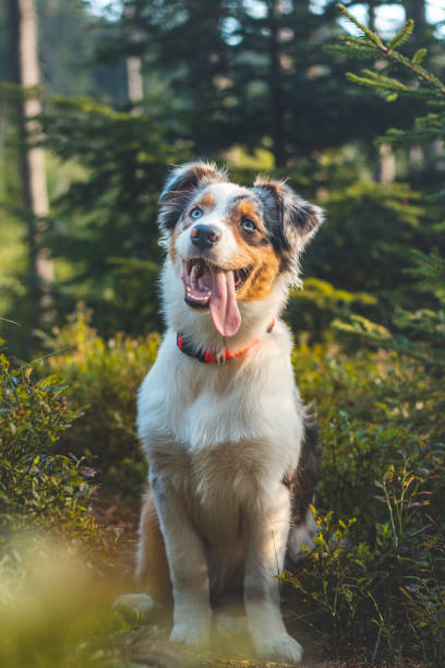 candid portrait of an australian shepherd resting in a forest stand, watching with a realistic smile and joy on his master's face. blue merle, expressions of a four-legged pet - australian shepherd imagens e fotografias de stock