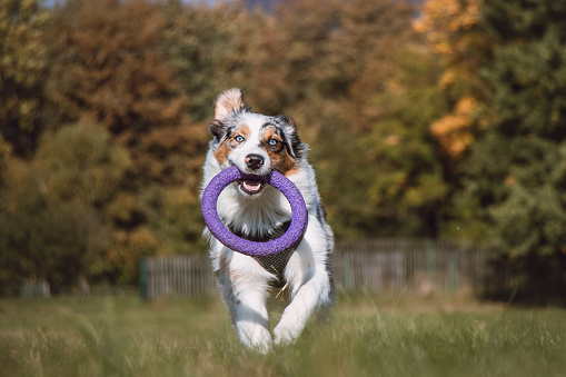 Colourful Australian Shepherd runs around a grassy field and collects his purple disc to play with. Blue merle dog fetching his toy. Expression of enthusiasm and fun.