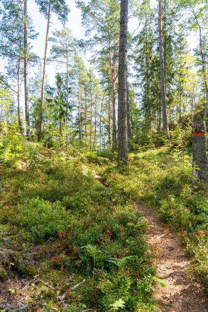 istock Lush forest in Sweden on a sunny day 1452872384