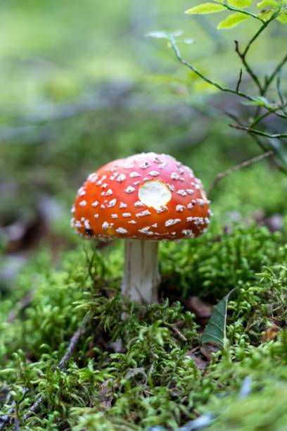 istock Fly agaric mushroom in a forest in Sweden 1452872582
