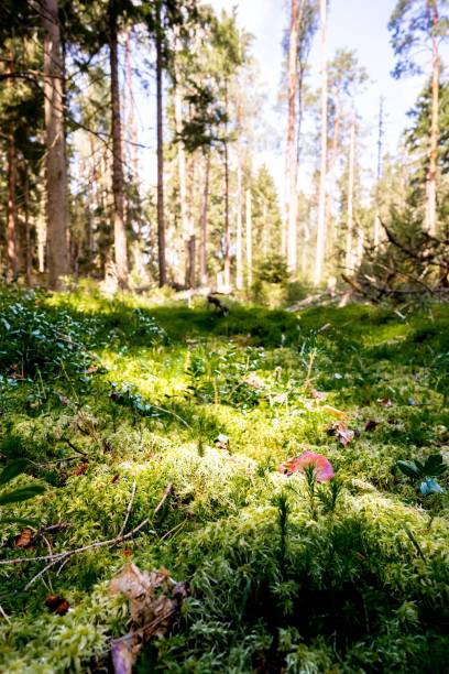 istock Lush forest in Sweden on a sunny day 1452873150