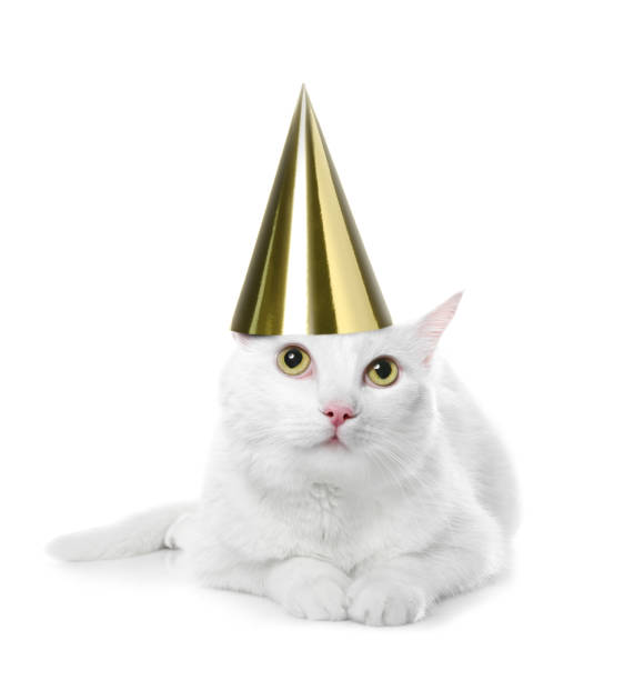 istock Cute cat with party hat on white background 1452873508