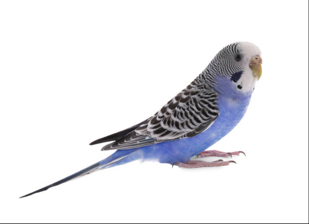 istock Beautiful parrot isolated on white. Exotic pet 1452873593