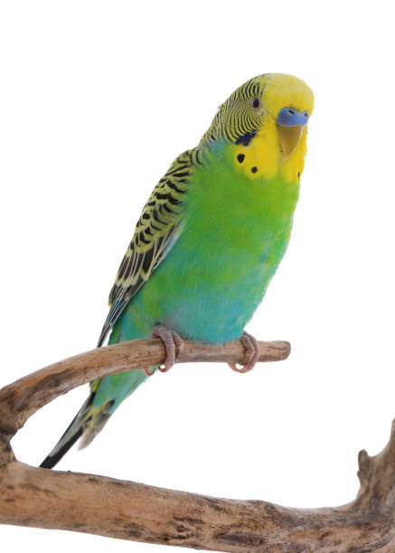 istock Beautiful parrot perched on branch against white background. Exotic pet 1452873599