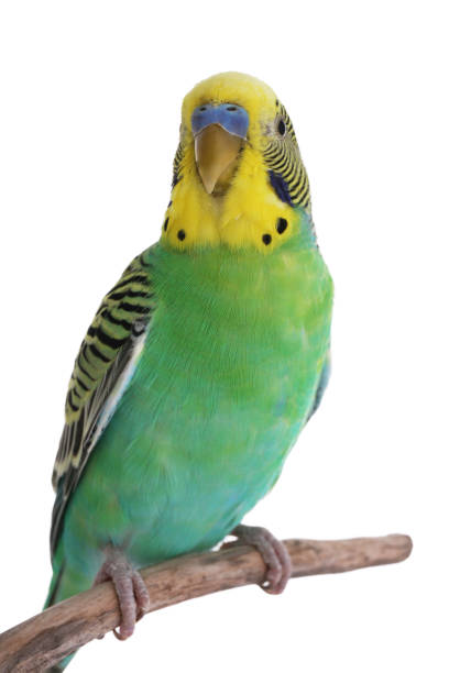 istock Beautiful parrot perched on branch against white background. Exotic pet 1452873608