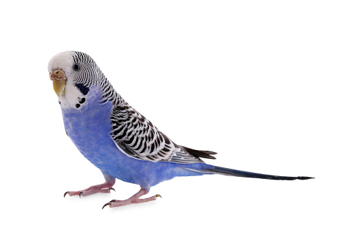 An adorable colorful budgie resting on a branch on a blurry background