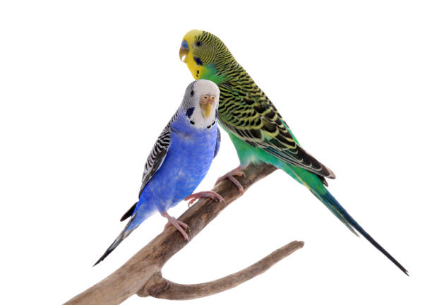 istock Two beautiful parrots perched on branch against white background. Exotic pets 1452873681
