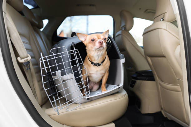 istock Small Chihuahua in pet carrier inside car 1452873687