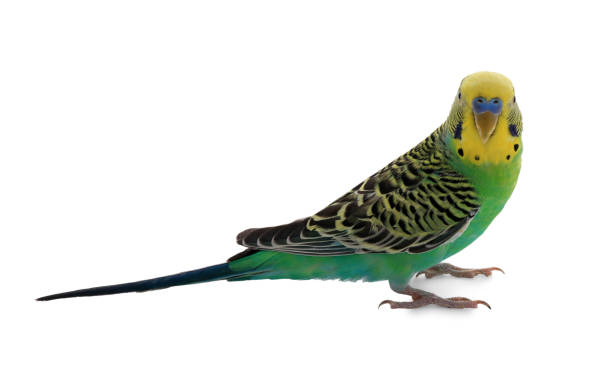istock Beautiful parrot isolated on white. Exotic pet 1452873702