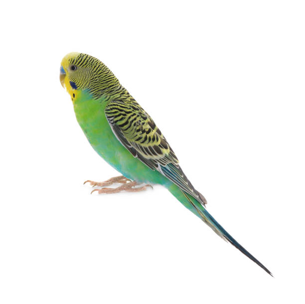 istock Beautiful parrot isolated on white. Exotic pet 1452873716