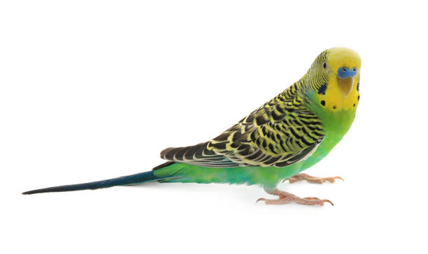 istock Beautiful parrot isolated on white. Exotic pet 1452873721