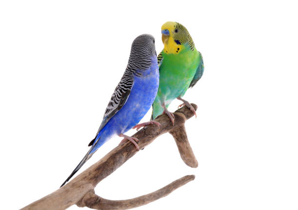istock Two beautiful parrots perched on branch against white background. Exotic pets 1452873736