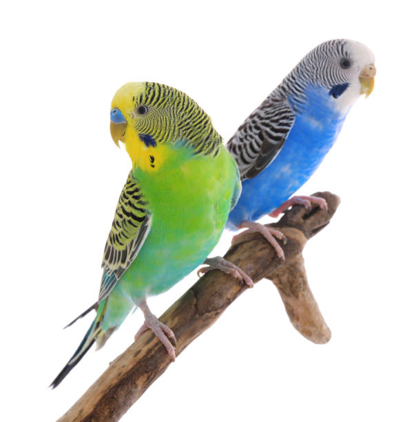 istock Two beautiful parrots perched on branch against white background. Exotic pets 1452873771