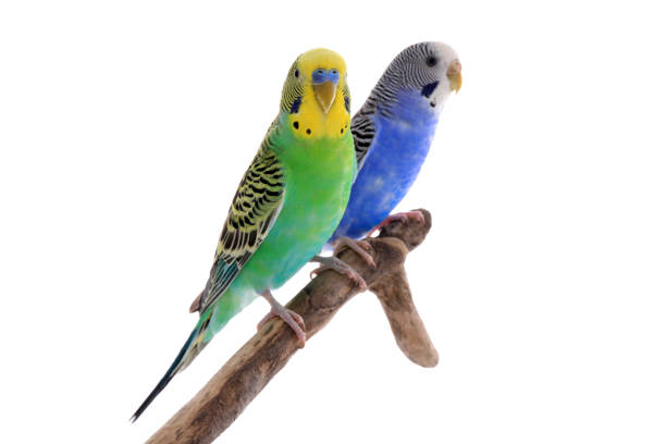 istock Two beautiful parrots perched on branch against white background. Exotic pets 1452873776