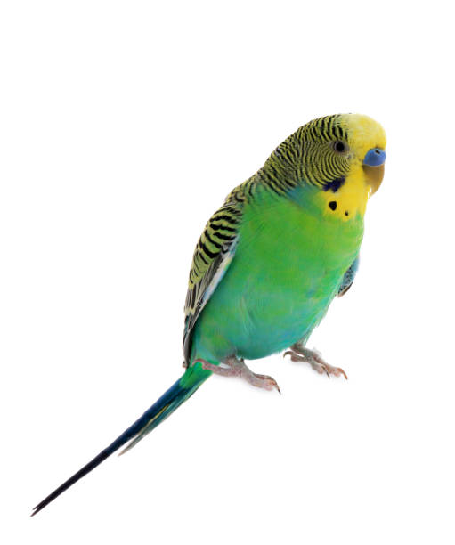 istock Beautiful parrot isolated on white. Exotic pet 1452873790