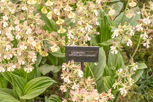 Christmas Orchid (Calanthe Hybrid) in London, England