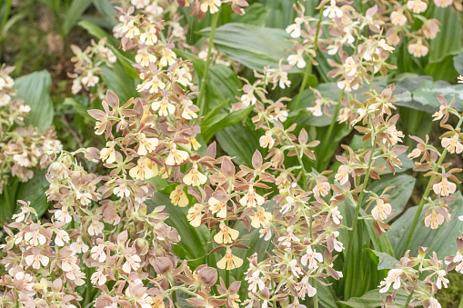 Christmas Orchid (Calanthe Hybrid) in London, England