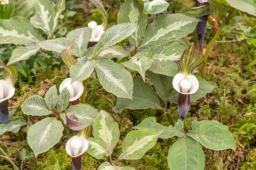 The plant bindweed Calystegia sepium grows in the wild