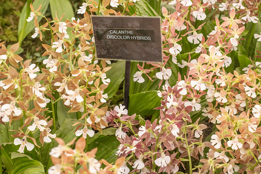 Calanthe Discolor Hybrid in London, England