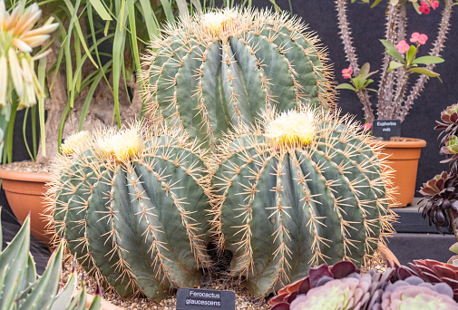Glaucous Barrel Cactus (Ferocactus glaucescens) in London, England