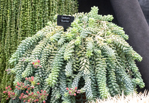 Sedum 'Burrito' in London, England