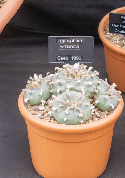 Lophophora williamsii in London, England