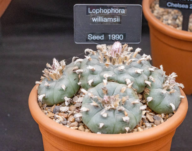istock Lophophora williamsii in London, England 1452874750