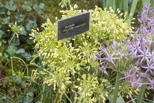 Allium 'Yellow Fantasy' in London, England