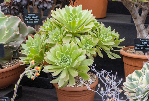 Succulent Plant in London, England