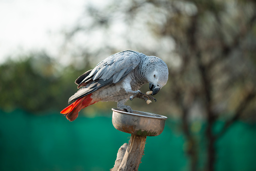 The grey parrot Psittacus holding and eating a nut in zoo