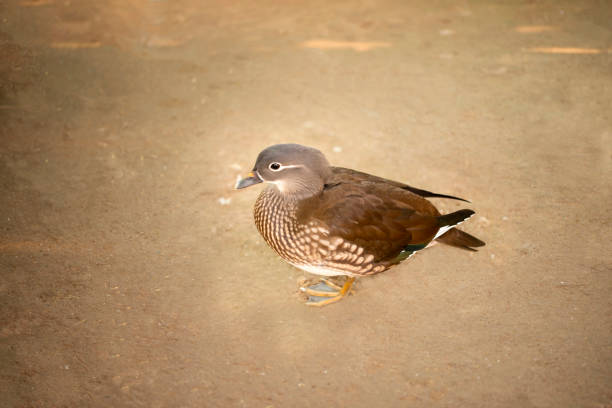 美しい女性マンダリンダックは庭でポーズをしています。 - duck pond mandarin red ストックフォトと画像