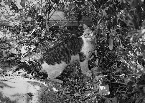 A grayscale shot of a stray cat in a garden