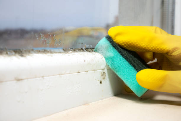 une femme nettoie beaucoup de champignons de moisissure noire qui poussent sur le rebord de la fenêtre à la maison. concept de problème d’humidité. condensation sur la fenêtre. - molded photos et images de collection