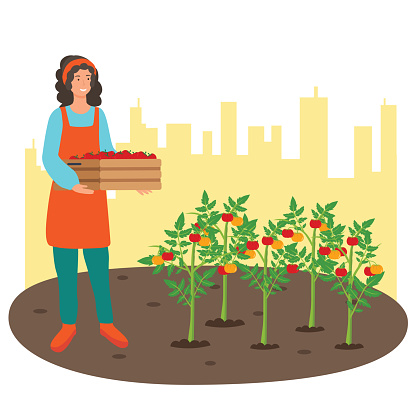 A Woman gathering tomatoes at the urban garden on the rooftop, city farming