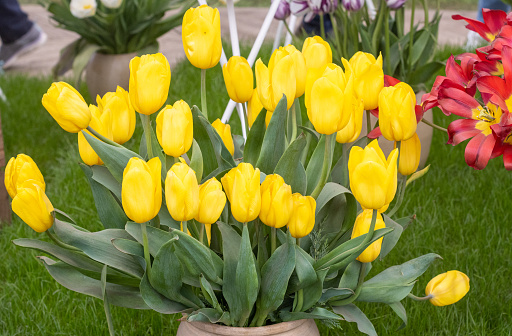 Tulip 'Strong Gold' in London, England
