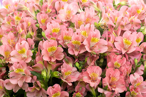 Alstroemeria 'Lily of the Incas' in London, England