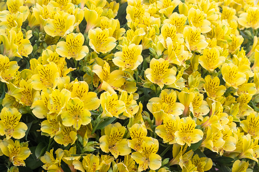 Yellow spring crocuses in the early morning outdoor. Spring flowers with dew in damp grass with light bokeh. Spring background.