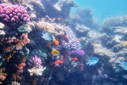 A scenic shot of fish, underwater plants, and coral reefs in the Red Sea, Egypt