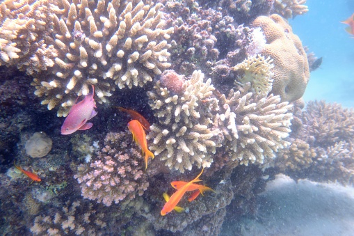 A scenic shot of fish, underwater plants, and coral reefs in the Red Sea, Egypt