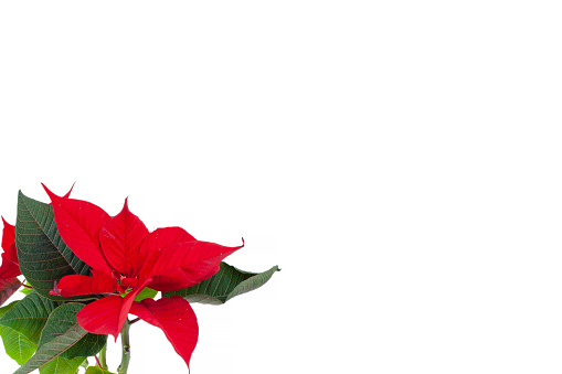 Beautiful red  poinsettia isolated on white
