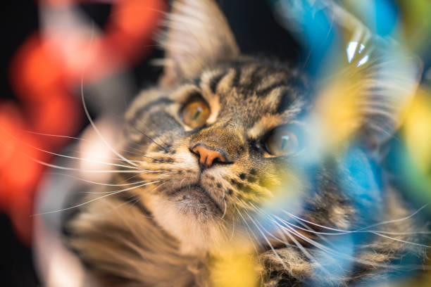 istock Maine coon potter surrounded by festive serpentine 1452878657