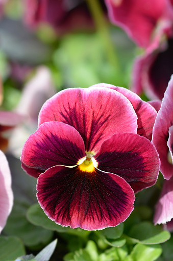 Garden pansy flower - Latin name - Viola x wittrockiana