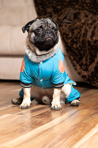 A funny one-year-old pug dressed in a blue suit sits at home near the sofa. Pet shop