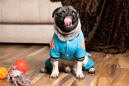 A little funny pug sits near his toys. Toys and clothes for dogs, pet shop