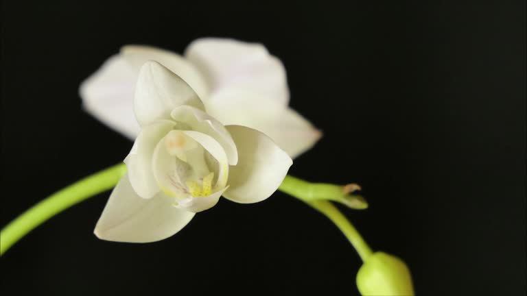 Time lapse of opening orchid flowers on black background. Wedding background, Valentine's Day. 4K video