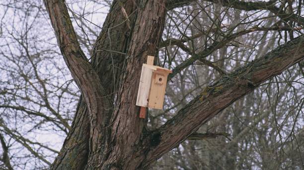 istock Wooden Nest Box for Wild Birds Attached to Tree Trunk 1452880673