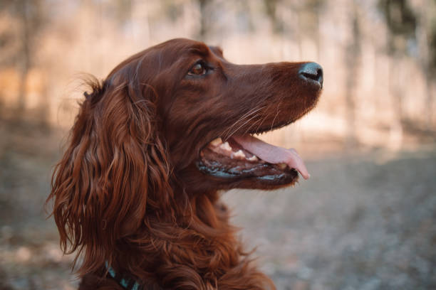 istock Setter Gordon portrait in nature 1452881586